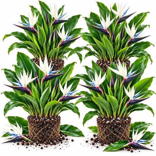 4 White Bird of Paradise Live Plants, Tropical Flower Plant, 4-8 Inch Tall