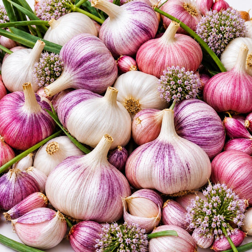 1 Pound Garlic for Planting in Spring Softneck, 5-6 Large Garlic Bulbs for Planting, Fresh and High Yield Bulb Variety Pack, Hardy and Fast Growing