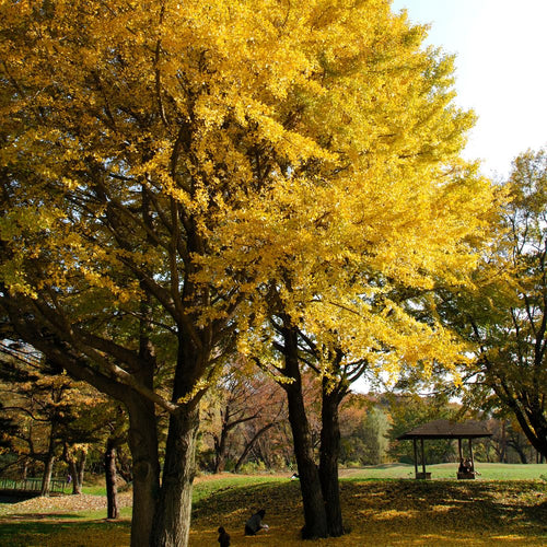 2 Live Ginkgo Biloba Trees Bare Roots, 6–12 Inches Tall, Hardy Ginkgo Plants Live for Outdoor or Indoor Garden