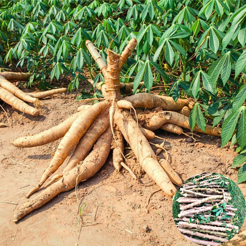 5 Sweet Yuca Cassava Cuttings, Outdoor Garden Vegetable, 5-7 Inch Tall