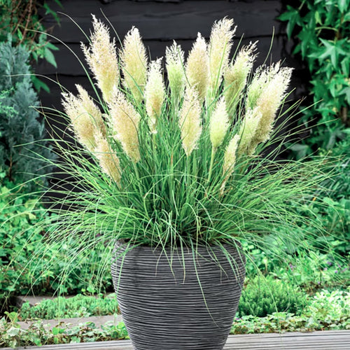 2 Dwarf Blue Pampas Grass Plants Live, 5-9 Inch Tall, Ornamental Grass Live Plants for Outdoor Landscaping