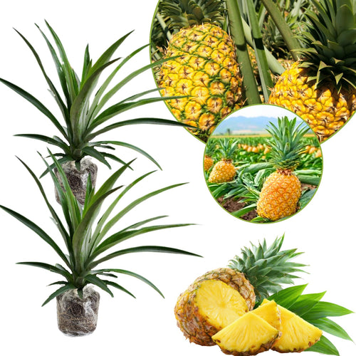 2 Pineapple Trees Live Plants, Outdoor Garden Fruit Plant, 5-8 Inch Tall
