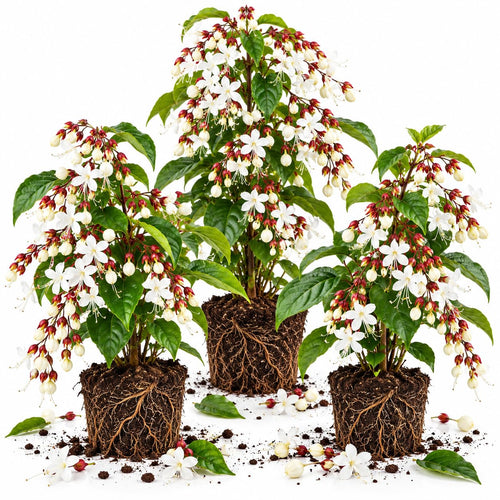 3 Wallichii Smithianum Bleeding Heart Live Plants, 5-10 Inch Tall