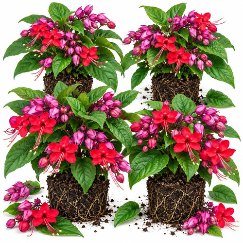 4 Red Purple Bleeding Heart Live Plants, Clerodendrum Flower Vine, 5-10"