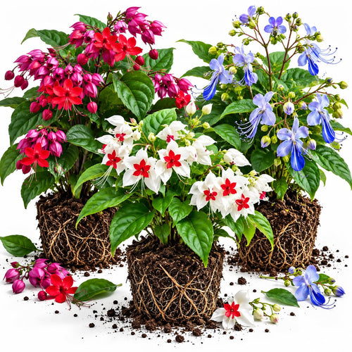 3 Mixed Clerodendrum Plants Live, Flowering Vine Plant, 5-10 Inch Tall