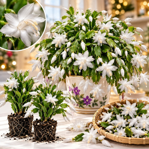 4 Christmas Cactus Plants Live, 5-9 Inch Tall (White)