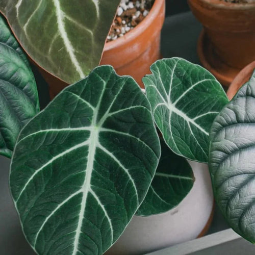 Black Velvet Alocasia Live Plant for Planting, Indoor Houseplant Alocasia Plant Live, 5 to 7 Inc Tall, Bare Root, Alocasia Colocasia Taro Plant for Ornamental Plant