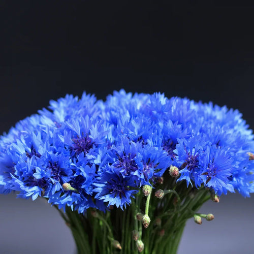 Blue Cornflower Live Plant Set - 2 Plants, 3-5 Inches, Easy to Grow