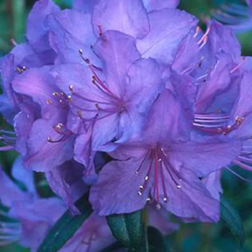 Blue Rhododendron Plant Live Azalea Bush - Full Sun Outdoor Plant