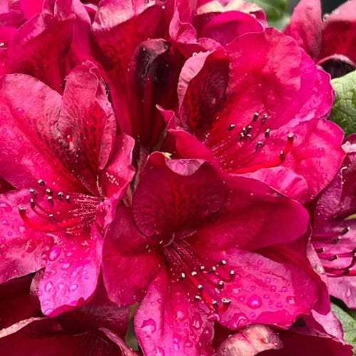 Dark Red Rhododendron Plant Live Azalea Bushes Full Sun Outdoor Plants