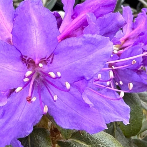 Deep Violet-Blue Rhododendron Live Plant Shrub - Fragrant Azalea, Outdoor Planting