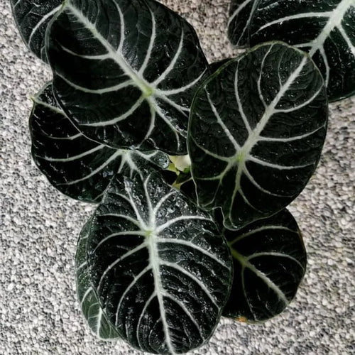 Pack 5 Black Velvet Alocasia Live Plant for Planting, Indoor Houseplant Alocasia Plant Live, 5 to 7 Inc Tall, Bare Root, Alocasia Colocasia Taro Plant for Ornamental Plants