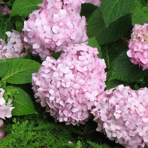 Pink Hydrangea Live Plant Bush Shrub for Planting, 4 to 8 Inc Tall, Hydrangea Plant Tree