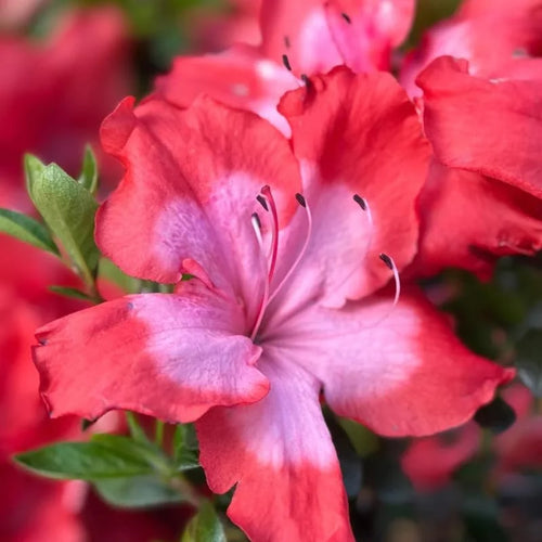 Rhododendron Azalea Bush Shrub Tree Plant - 1-2 Year Old - Vibrant Red Pink Live In Pot