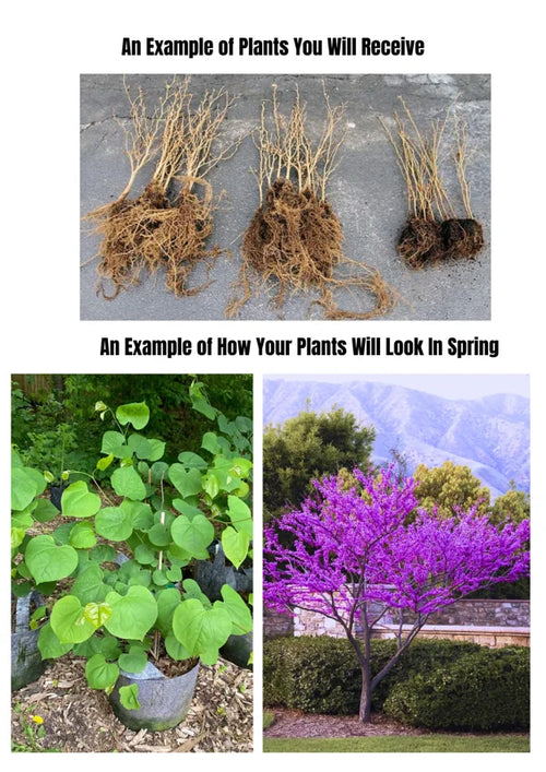 Set 10 Red Bud Trees Live, Eastern Redbud Tree Live Plant Dormant, No Leaf, No Pot, 12 To 18 Inc Redbud Trees for Planting, Redbud Tree Live, Redbud Trees Live Plants