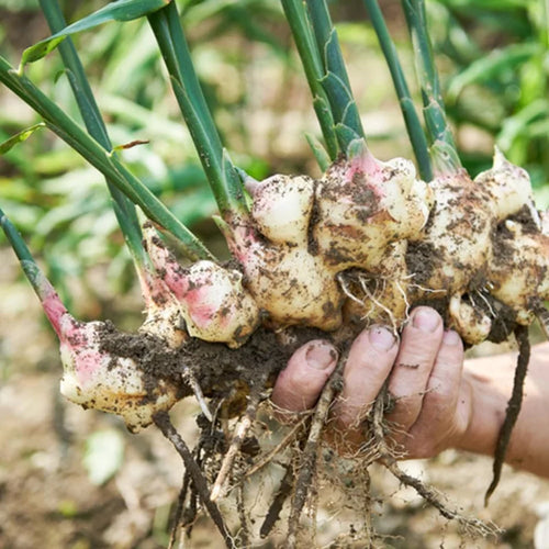 Thai Ginger Plants - 2 Galanga Live Herb Plants - Starter Plants