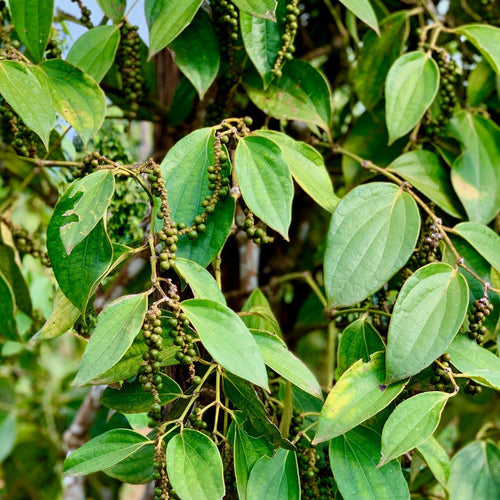 2 Black Pepper Plants Live, Piper Nigrum Plants, 4 to 6 Inches Tall