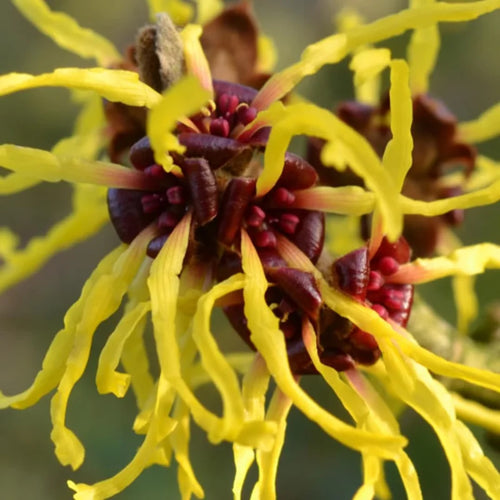 Yellow Witch Hazel Tree Shrub Flowersing Bushes Witch Hazel Plants Tree in Quart Pot, 6 to 12 Inc Tall Live Plants, Witch Hazel Plants