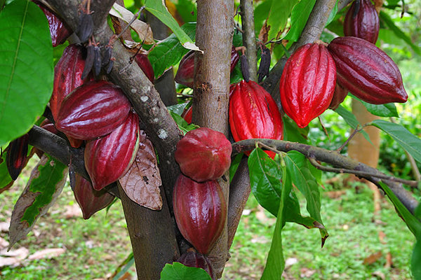 2 Big Fresh Cacao Fruits Theobroma Cocoa Tree Beans - Raw Fruit