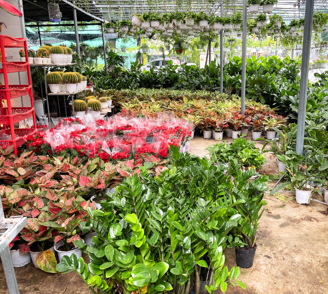 Bringing Nature Closer to Your Everyday Life