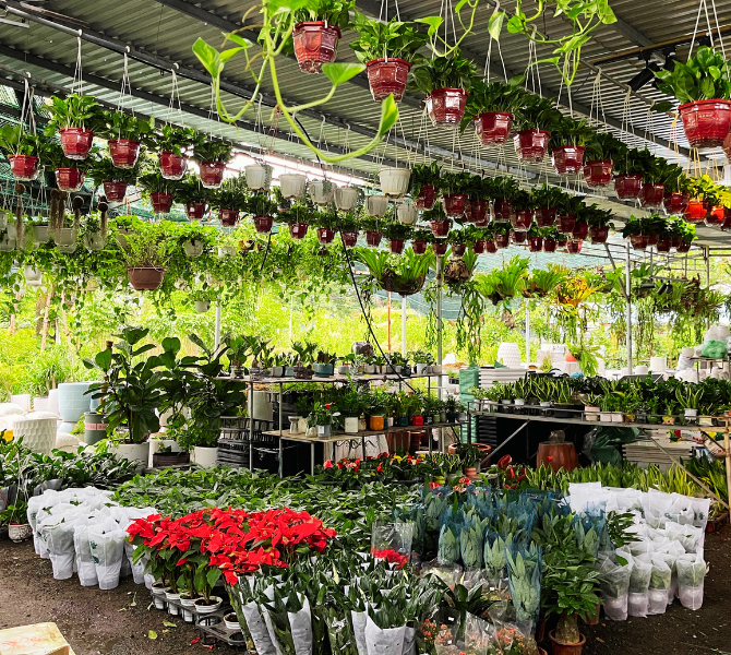 Complete Guide to Plant Care for a Thriving Home & Garden