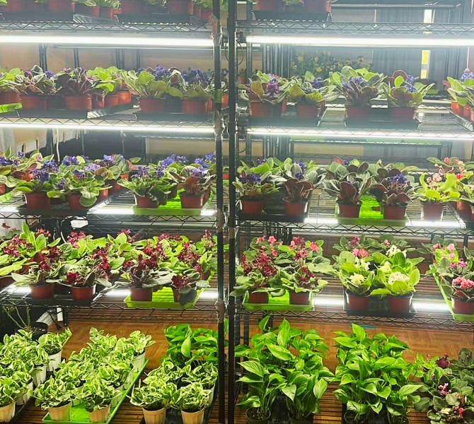 Building a Healthy and Long-Lasting Garden
