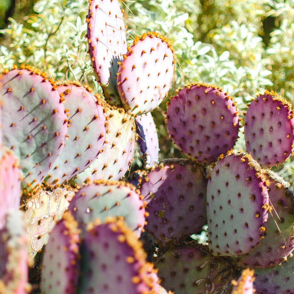 Succulents