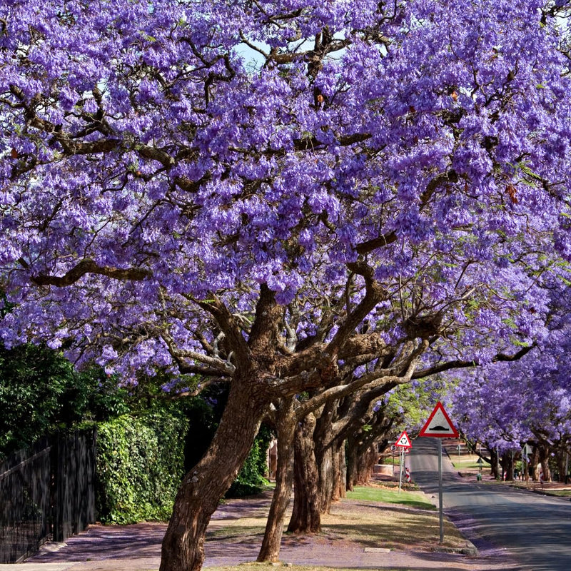 Landscape Trees