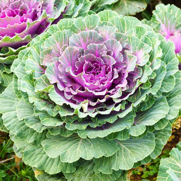 Vegetables