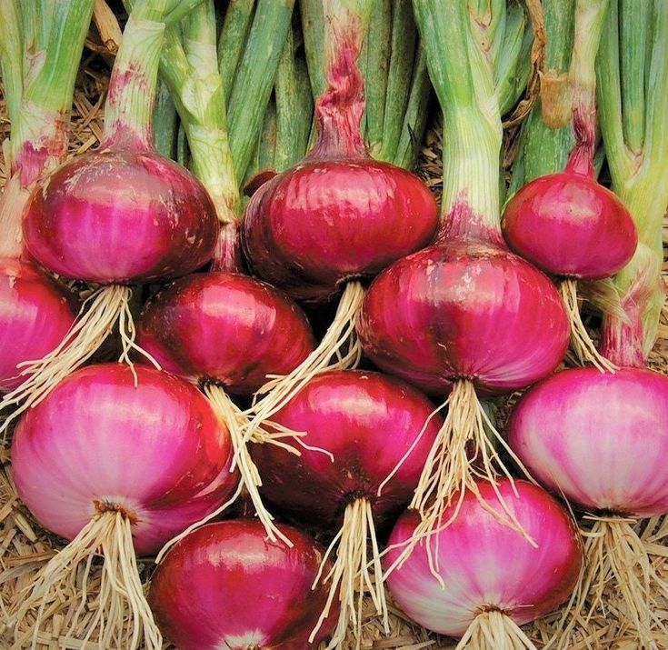 Mixed 3 colors Onion Bulbs, 50 bulbs  Bulbing Onion Seeds, Onion Bulbs For Planting, Onion Sets, Bulk Onion Sets