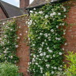 Madame Alfred Carriere Climbing Rose Plant Live