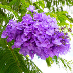 Blue Purple Jacaranda Mimosifolia Tree Live Plant Great for Bonsai - Zones 9-11