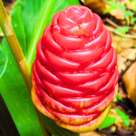 Shampoo Ginger Plant, Red Top Ginger, 5-9" Tall, No Pot