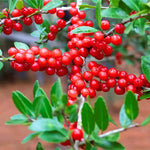 Dwarf Yaupon Holly Tree