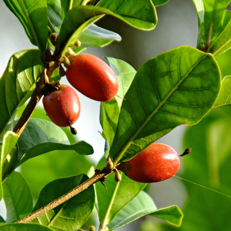 Miracle Fruit Tree