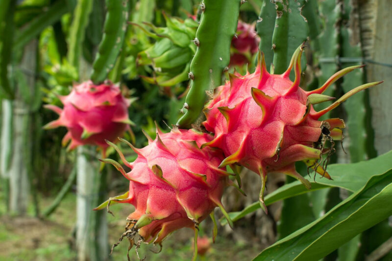 Red Dragon Fruit Plant for Sale - 3 Gallon Pot, 2 to 3 Feet Tall