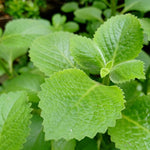 2 Cuban Oregano Plants Live, 3 to 6 Inc Tall