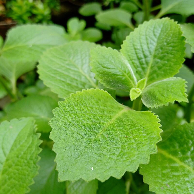 2 Cuban Oregano Plants Live, 3 to 6 Inc Tall