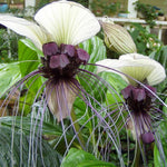 Tacca Integrifolia White Bat Flower Plant 4 Inch Pot