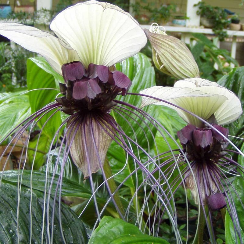 Tacca Integrifolia White Bat Flower Plant 4 Inch Pot