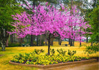 20 Eastern Redbud Trees Seedlings Bare Roots - 6-12” Tall