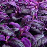 2 Gynura Aurantiaca Purple Passion Velvet, In 4 Inch Pot