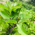 Kalanchoe Pinnata Plant 4-8 Inch Tall, 4 Inc Pot