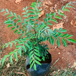3 Curry Leaf Plants Live 5-9 Inc, 4 Inc Pot (Murraya Koenigii)