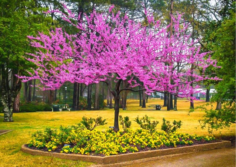 American Redbud Tree Live Plant - 3-4 Ft - Cercis Canadensis - Zones 5-9 - 2 Year-Old Seedling Red Bud Trees Live Plants Outdoor Fast Growing