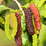 2 Pakistan Mulberry Plants 6-8 Inc Tall