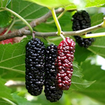 2 Illinois Everbearing Mulberry Plants 5-8 Inc Tall