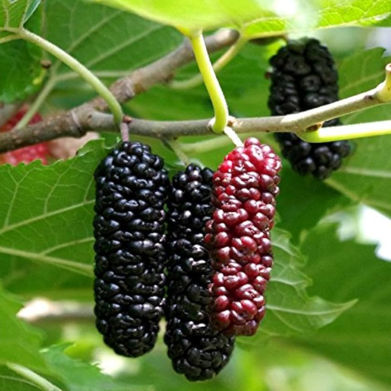 2 Illinois Everbearing Mulberry Plants 5-8 Inc Tall