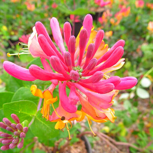 Pack 10 Goldflame Honeysuckle Plants Live Vines - 6-10" in Pot