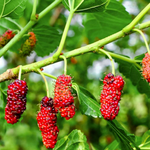 2 Red Mulberry Trees 5-8 Inch Height